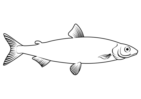 European Whitefish (Coregonus Lavaretus) Coloring Page